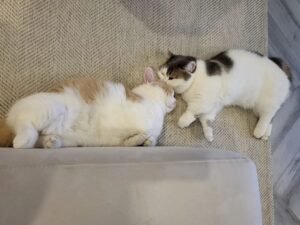Munchkin-cats-for-sale (1)