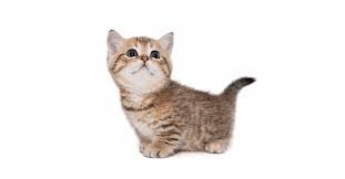 Munchkin-cats-for-sale