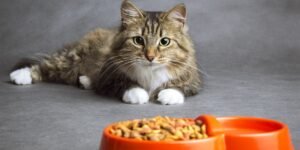 munchkin cat eating